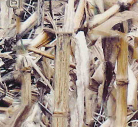 HCA045 - Bamboo Camo (100cm)