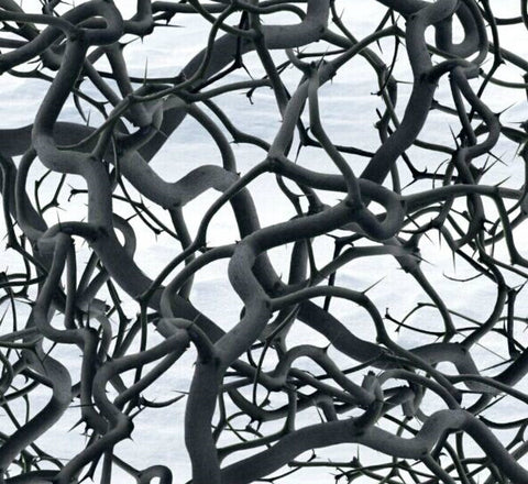 ABS021 - The Mother Vine (100cm) Hydrographic Film