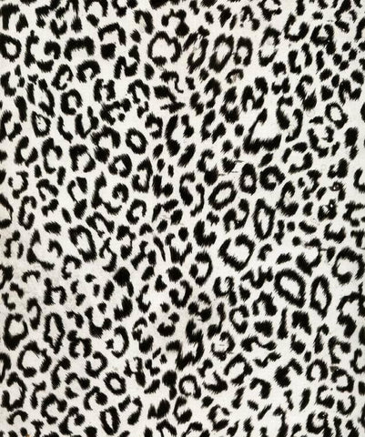ANM006- Cheetah (90cm) Hydrographic Film