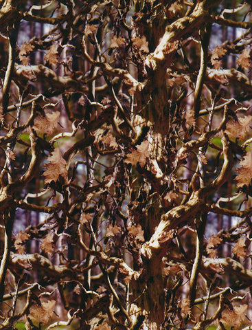 HCA015 - Fall Hardwoods Camo (100cm)