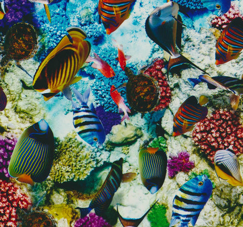 ANM054 - Tropical Fish (50cm) Hydrographic Film